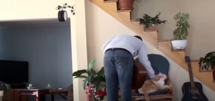 chat karma pot fleur