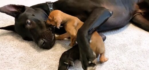 chien apeuré ami dogue allemand