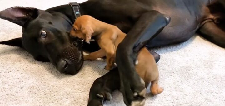 chien apeuré ami dogue allemand