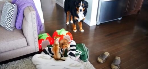 chien bouvier chihuahua