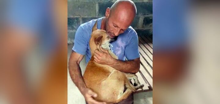 chien bras sauveteur