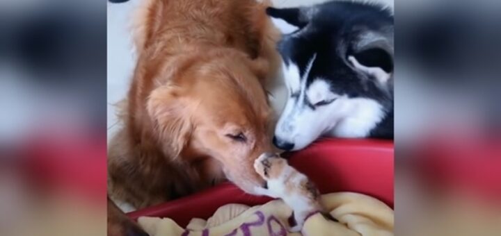 chien golden husky chaton