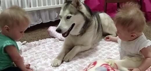 chien husky joue jumelles