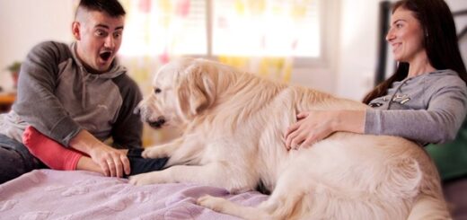 chien laisse pas toucher femme