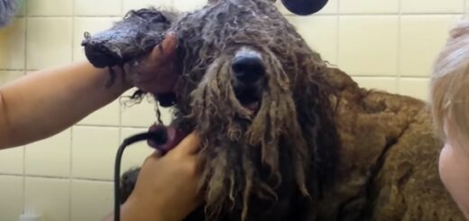 chien négligé tondu