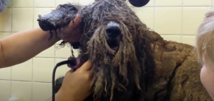 chien négligé tondu