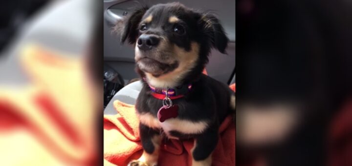 chien pique crise voiture