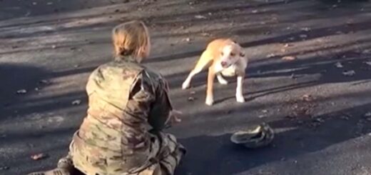 chien retrouvailles deux ans