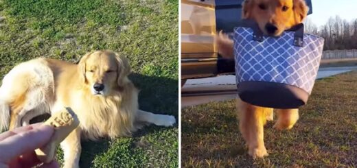 chien réaction maman papa