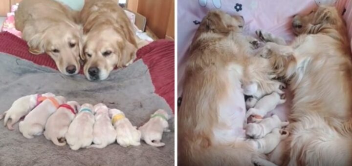 chiens golden retriever regardent chiots