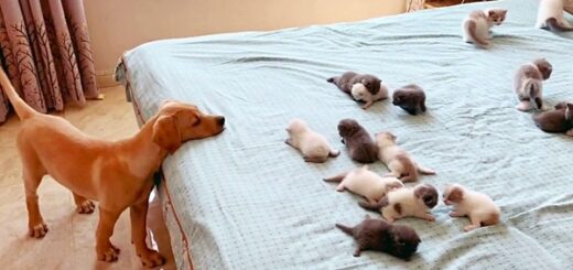 chiot curieux chatons