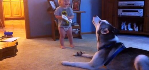 conversation bebe husky