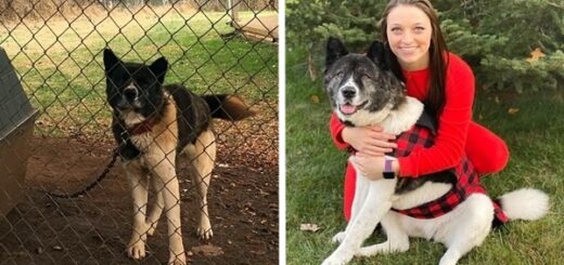 femme vole chien enchaîné