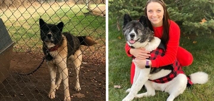 femme vole chien enchaîné