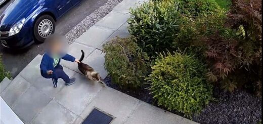 garçon fait mal chat