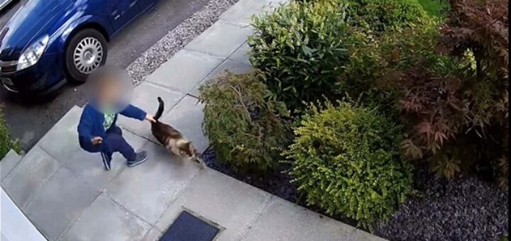 garçon fait mal chat