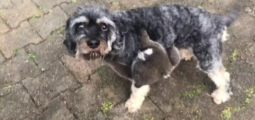 koala prend chien pour maman