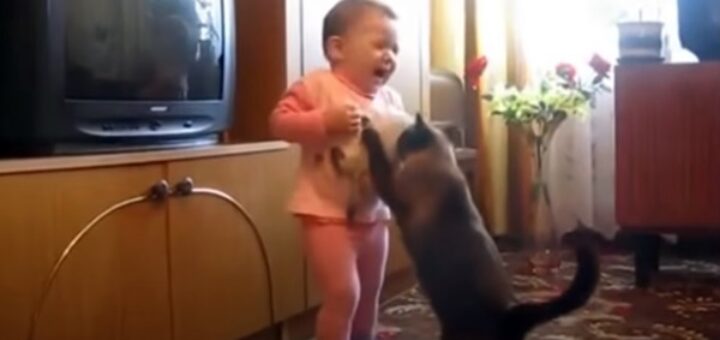 maman chat sauve chaton bras bebe