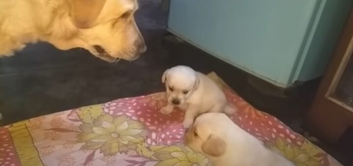 maman chien chiots battent