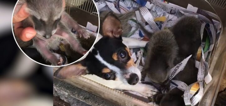 maman chien raton laveur