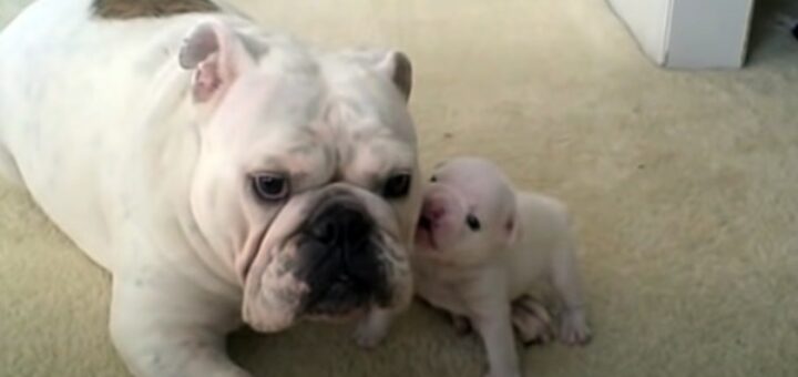 petit bulldog pique crise