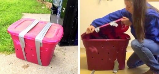 refuge boîte dix chiots