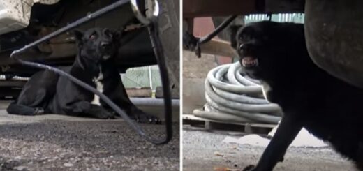 sauvetage chien nerveux