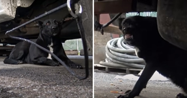 sauvetage chien nerveux