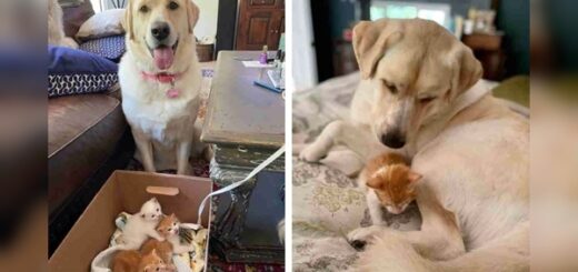 chien adopte chatons