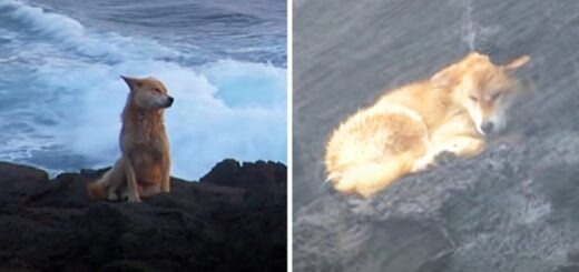 chien attend ses maitres sur les rochers