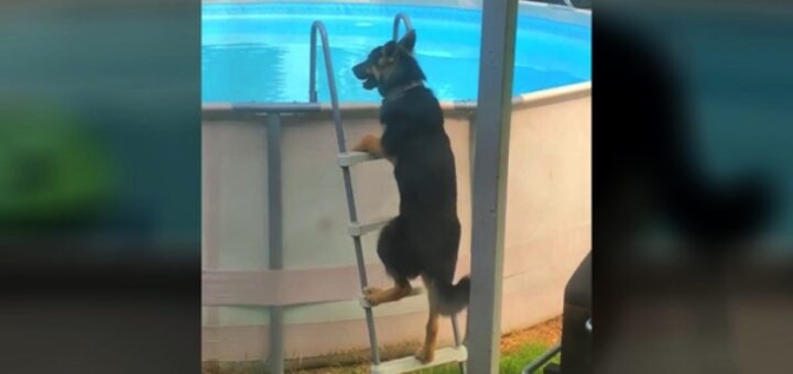 chien berger allemand escalier piscine