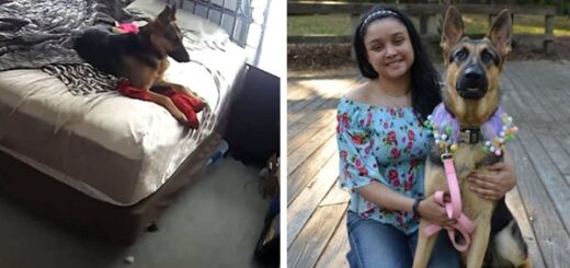 chien berger allemand seul maison