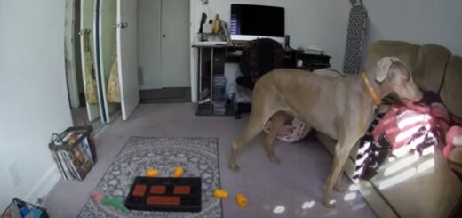 chien blottit vêtement maître