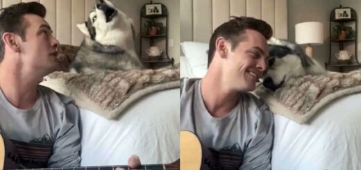 chien chante avec son maître