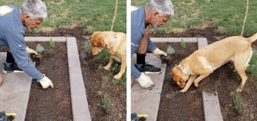 chien jardinier