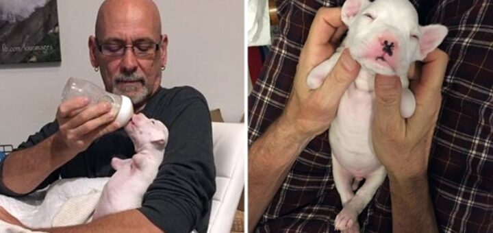 chien née sans pattes avant