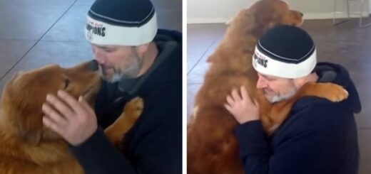 chien retrouvailles 20 mois plus tard