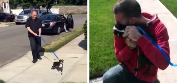 chien retrouvailles bella lenny