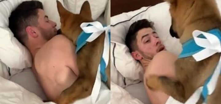 chien surprise nick jonas