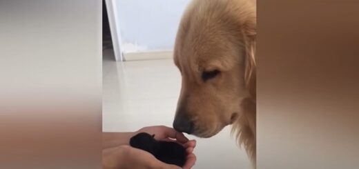 chiot abandonné ami d'un golden2