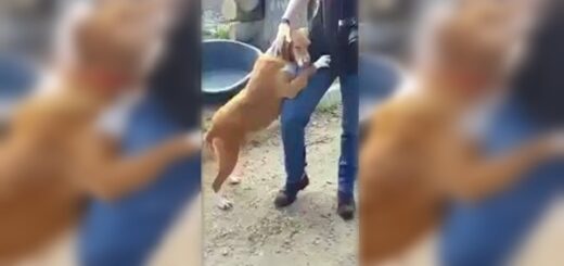 chien journaliste adoption