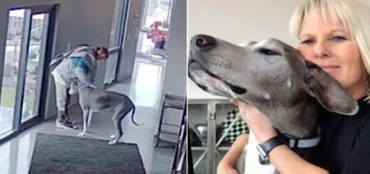 chien protège la famille des intrus