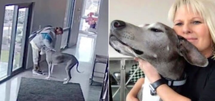 chien protège la famille des intrus