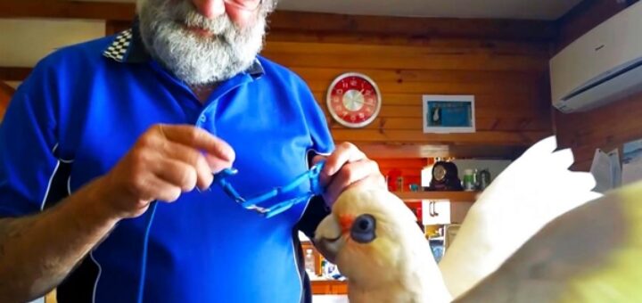 eric cacatoes laisse harnais