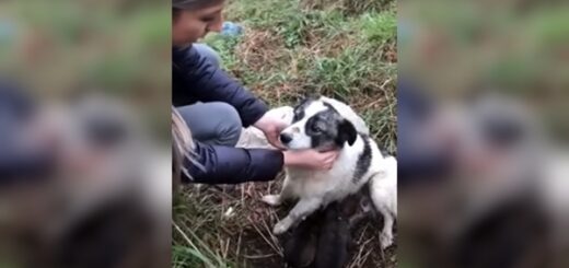 femme sauve maman chien route