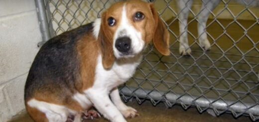 chien beagle refuge