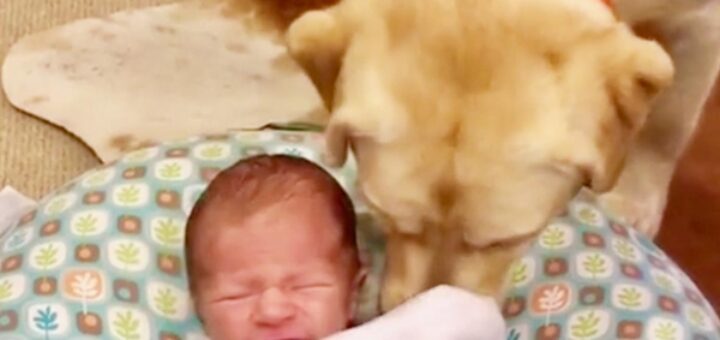 chien labrador bébé pleure