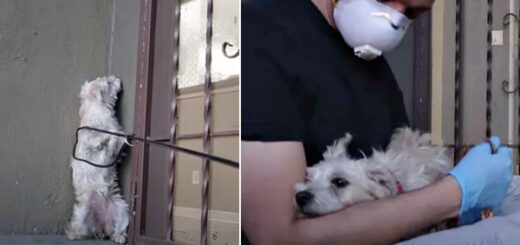 chien tremblant caniche hope for paws