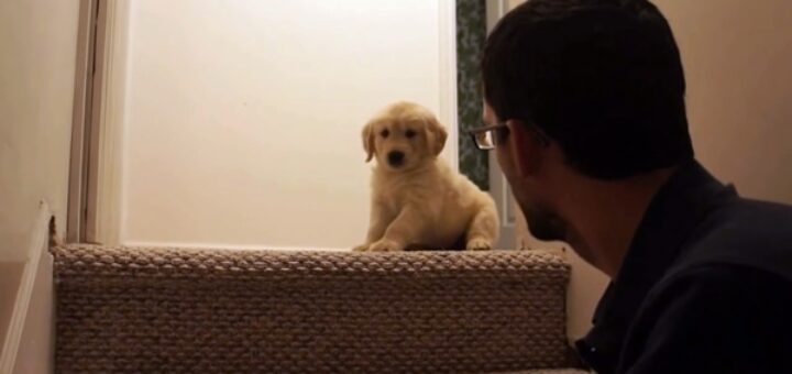 chiot peur descendre escaliers
