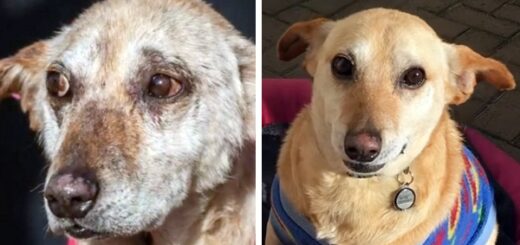 vieux chien seconde chance